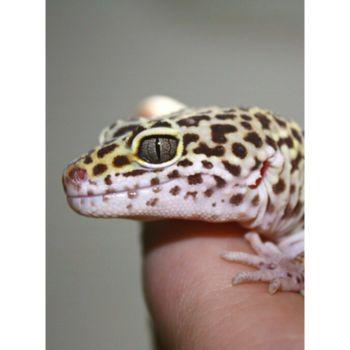 Close-up of head of leopard gecko