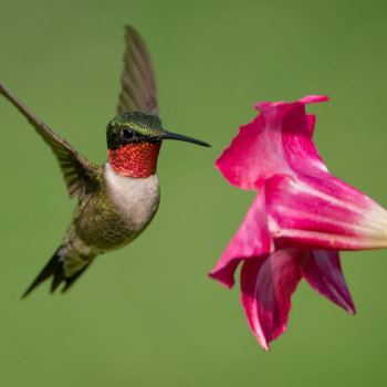 Hummingbird and a pink lily