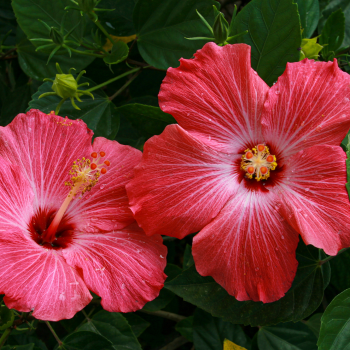 Pink hibiscus