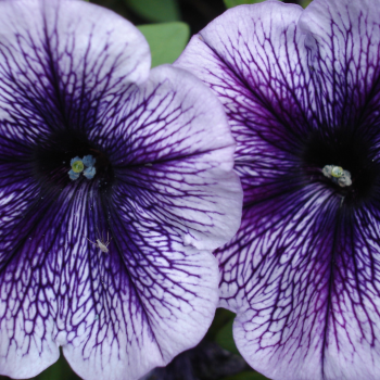 Purple petunias